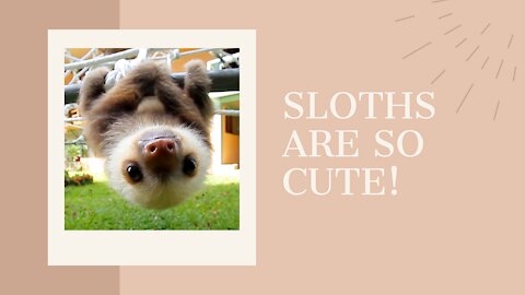Baby Sloths Being the Cutest Ever