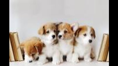 Cute little dogs