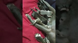 7 Pitbull Puppies Eating Their First Meals