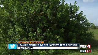 Brazilian Peppertree puts child in danger