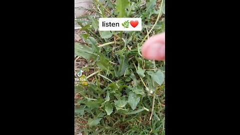 DANDELION is Heart Medicine