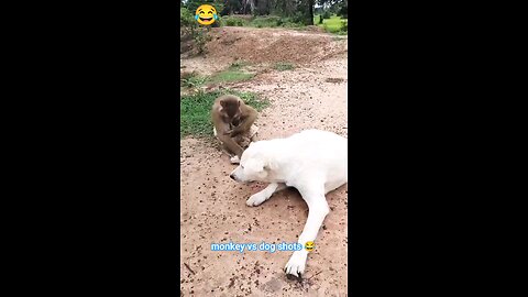 monkey vs dog 🐕