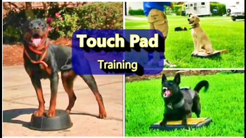 Everyone needs this Dog training skill! Touchpad training
