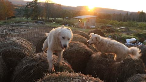 Guard dogs conduct bale-jumping at sunrise