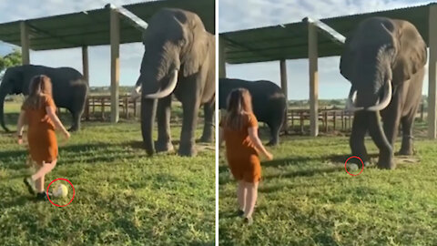 Beautiful girl playing football with a big elephant