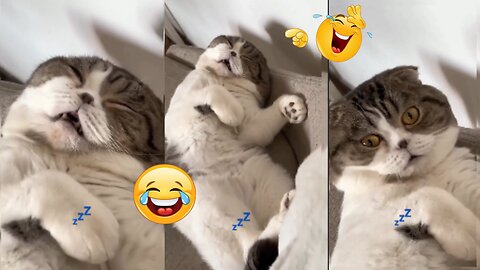 Cat Funny sleeping video