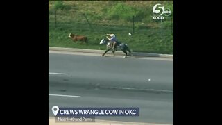 Cowboy Wrangles A Cow On Oklahoma City Highway