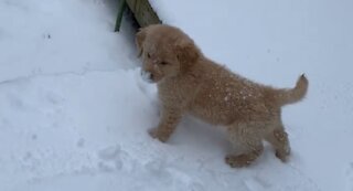 Neige d'avril : des animaux qui réagissent différemment !