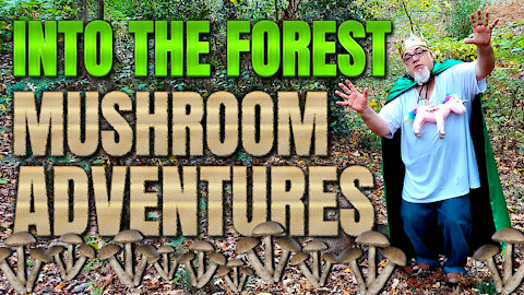 Into The Forest | Mushroom Adventures