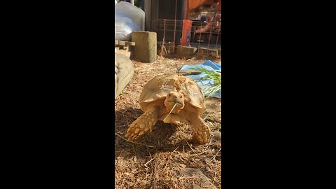 20 lb sulcata tortoise "Terry"