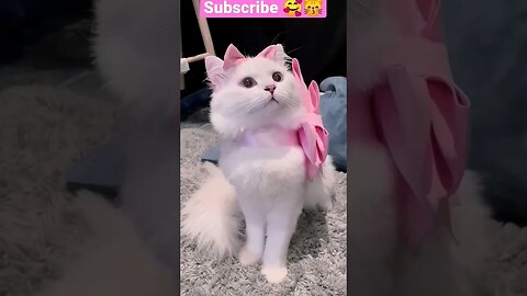 2023 So Cute Beauty cat What see? 🐱🥰 #shortsfeed #cat #youtubepets_&_animals