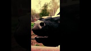 Terrifying Cow Scream! #short