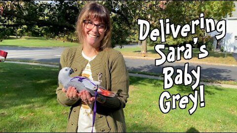 Sara Gets a Trained African Grey Baby