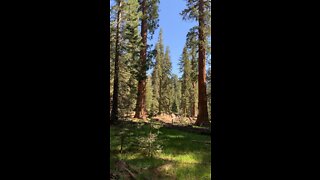 Tallest & Oldest Tree on Earth!