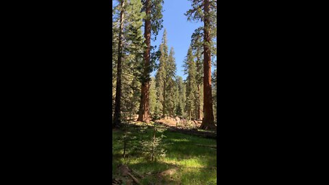 Tallest & Oldest Tree on Earth!