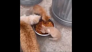 Hungry Kitten / 空腹の子猫 / aç yavru kedi / голодне кошеня