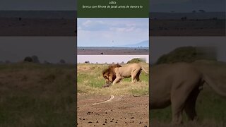 Leão brinca com filhote de javali antes de devorar