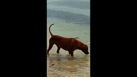 African Dog Exploring Australian Beach