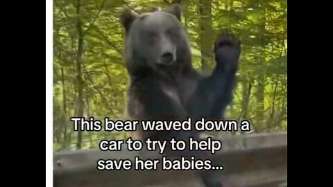 BEAR WAVED DOWN A CAR TO GET HELP FOR CHILDREN