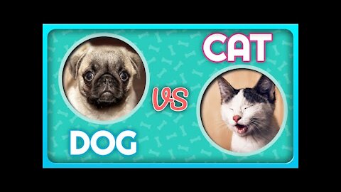 Funny Cat And Dog Video - Try Not To Laugh Challenge 2020 _ Dank Funniest Animals Vines