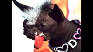 10 Really Ugly Dogs