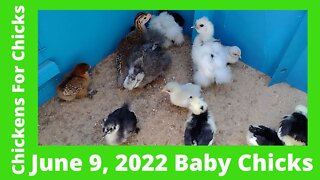 Chick Flick June 9, 2022 - Silkie, Cochin, & Polish Chicks Growing