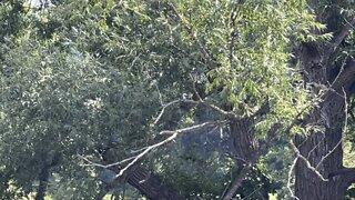 Kingfisher in a tree