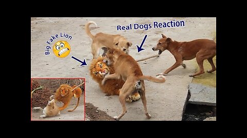 Fake Big Lion Prank Dog So Funny Can Not Stop Laugh Must Watch New Funny Prank Video