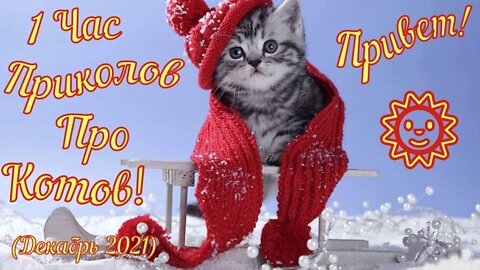 Смешные Коты Funny Cats Юмор Декабрь 2021 December