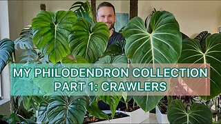 My crawling Philodendrons - gloriosum, pastazanum, plowmanii etc. - growing large aroids indoors