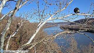 USSteel Bald Eagle Cam Irv watches Sub Adult fly off the Nest Branch 11.25.23