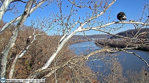 USSteel Bald Eagle Cam Irv watches Sub Adult fly off the Nest Branch 11.25.23