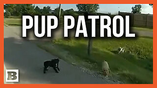 Pup Patrol! Ohio Highway Patrol Rescues Puppies Running Out in the Road