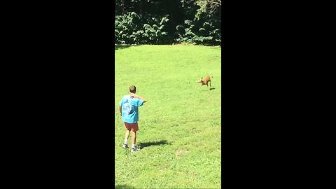 Eager Young Deer Really Wants To Play With Humans