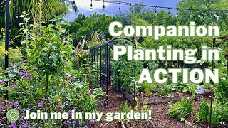 COMPANION PLANTING in Action: A Hands On Guide to Companion Planting and Succession Planting