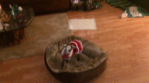 Baby Goats In Santa Claus Costumes Pounce Around