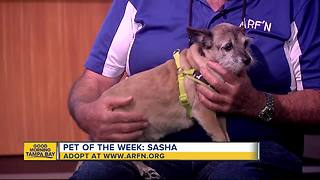 Pet of the week: Sasha is a sweet 5-year-old terrier mix who needs a home