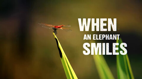 When an Elephant Smiles
