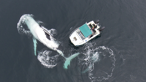 40-tonne Humpback Rocks A Boat