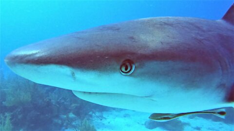 Curious sharks surround scuba divers as they explore the reef