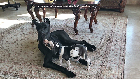 6-week-old Great Dane pesters older dog