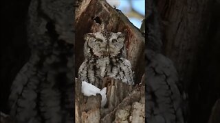 Eastern Screech #Owl Call. #FYP #MyVideo #Nature #Birding