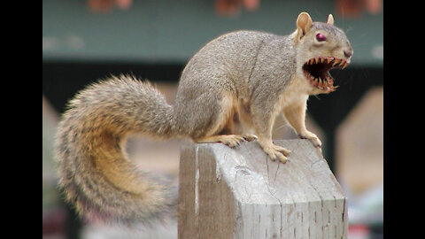 'Killer' squirrels are attacking humans in Queens, they want food, reparations & hate women it seems