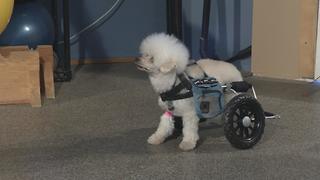 How can a wheelchair help a disabled dog?