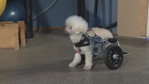 How can a wheelchair help a disabled dog?