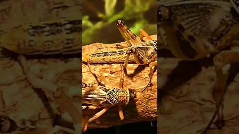 Locust mentioned in Nahjul Balagha (Peak of Eloquence) #imamali #nahjulbalagha #islam #allah #ali