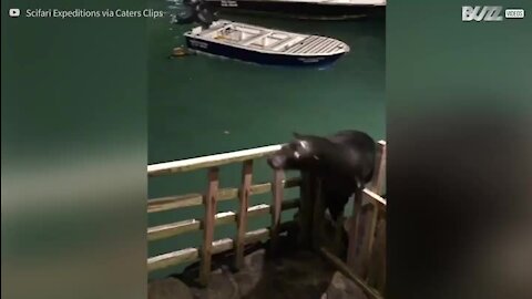 Un lion de mer s'invite dans la piscine d'un hôtel