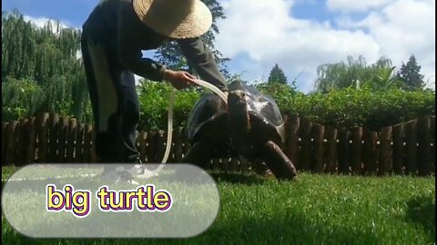 The artificial breeding of pet turtles is really big