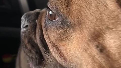 This Curious Pup Is In Awe With The Automatic Car Wash