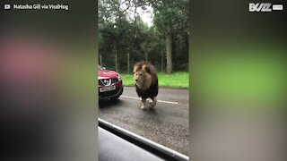 Lion frightens vehicle passengers on safari
